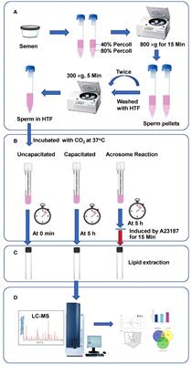 Lipidomics profiles of human spermatozoa: insights into capacitation and acrosome reaction using UPLC-MS-based approach